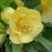 Hellebore, Honeymoon® California Dreaming Lenten Rose