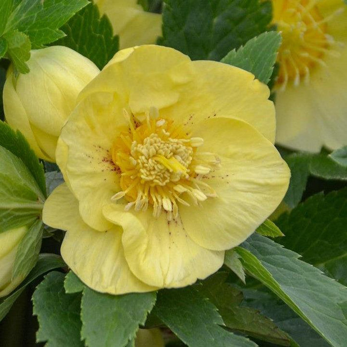 Hellebore, Honeymoon® California Dreaming Lenten Rose