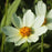 Tickseed, Big Bang™ Polaris Tickseed