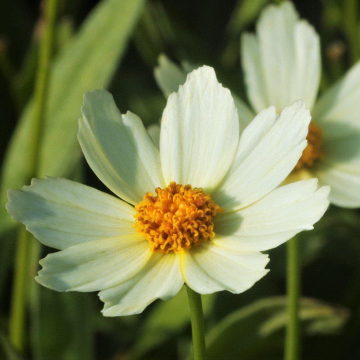 Tickseed, Big Bang™ Polaris Tickseed