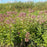 Eupatorium maculatum  - Spotted Joe Pye Weed