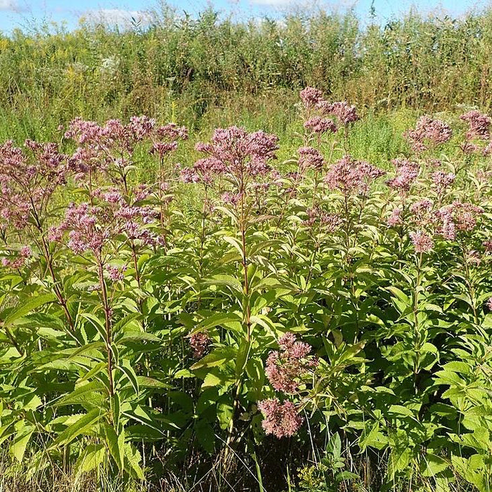 Eupatorium maculatum  - Spotted Joe Pye Weed