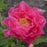 Peony, Paula Fay Peony