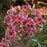 Lily, Stargazer Oriental Lily