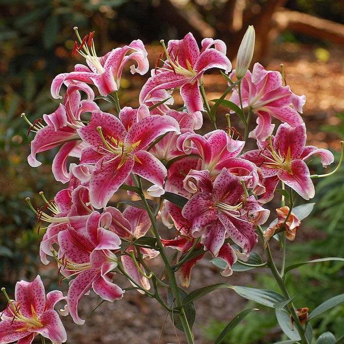 Lily, Stargazer Oriental Lily