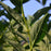 Forsythia, Meadowlark Forsythia
