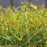 St. John's Wort, Sunny Boulevard® St. John's Wort