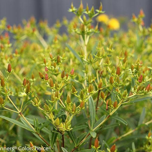 St. John's Wort, Sunny Boulevard® St. John's Wort