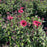 Coneflower, Panama Red Echinacea