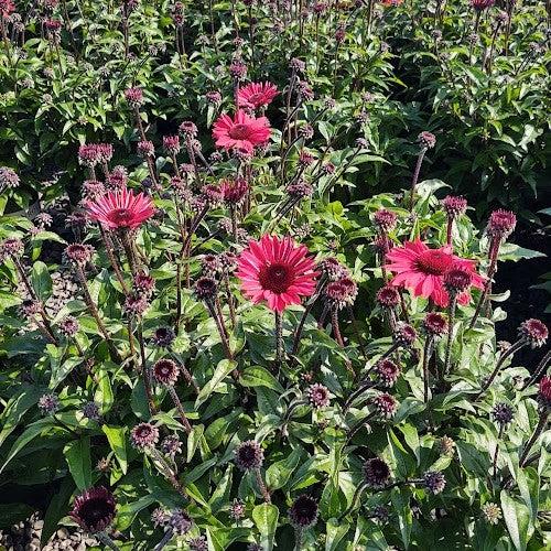 Coneflower, Panama Red Echinacea