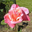 Rose, First Prize Hybrid Tea Rose