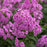 Phlox, First Editions® Bubblegum Pink™ Phlox