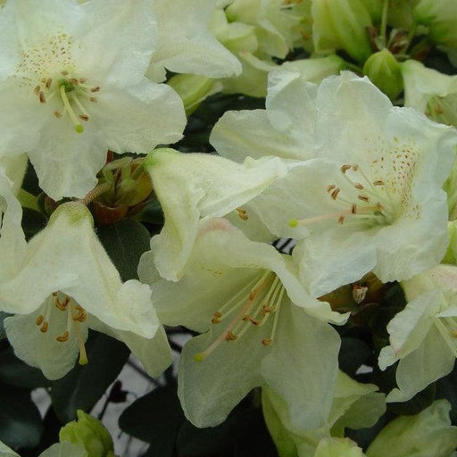 Rhododendron, Towhead Rhododendron