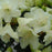 Rhododendron, Towhead Rhododendron