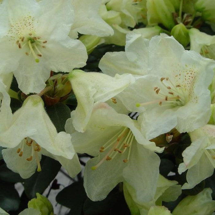 Rhododendron, Towhead Rhododendron