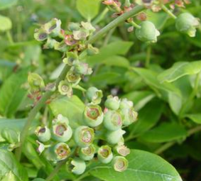Blueberry, Northland Highbush, 3 gal (18-21 in)