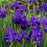 Iris, Caesar's Brother Siberian Iris