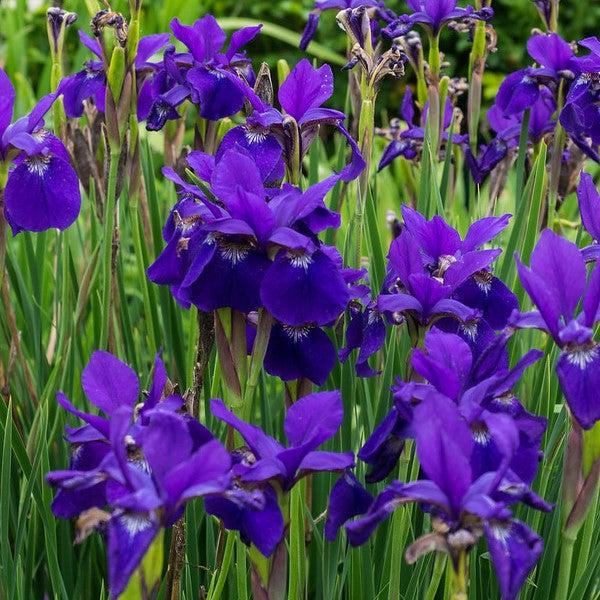 Iris, Caesar's Brother Siberian Iris