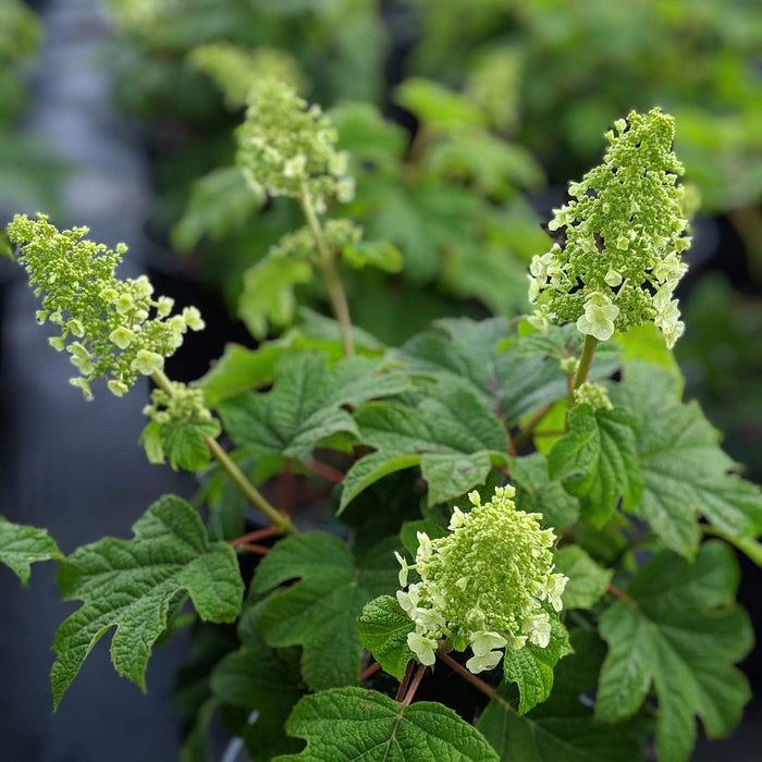 Hydrangea, Ruby Slippers Oakleaf Hydrangea