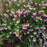 Heather, Pink Heather