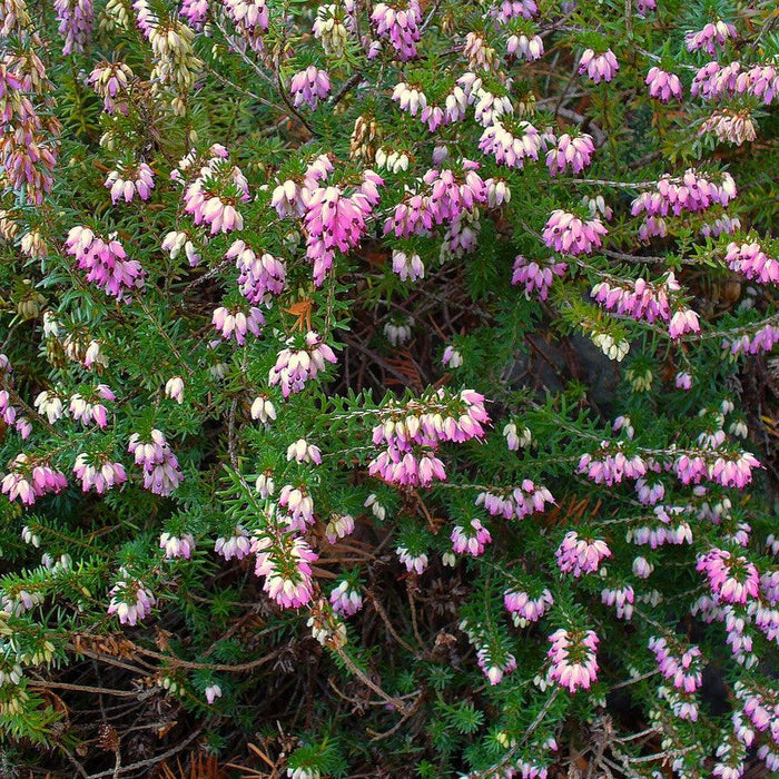 Heather, Pink Heather