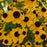 Black Eyed Susan, Three Lobed Black Eyed Susan