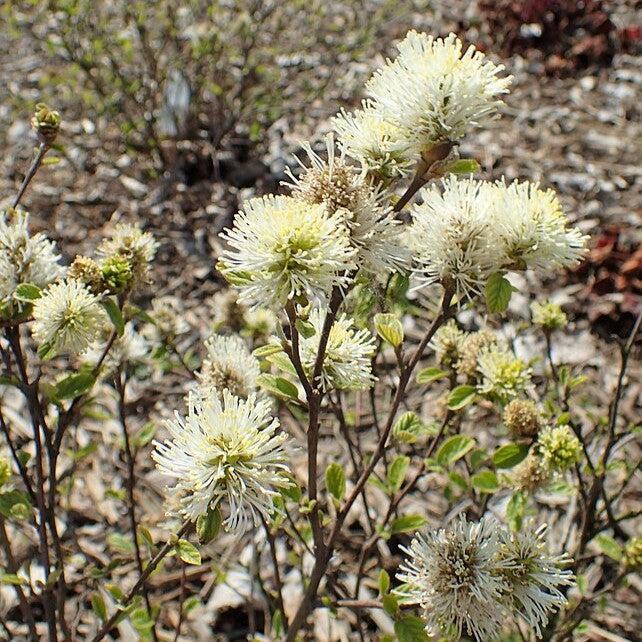 Fothergilla, Blue Mist Fothergilla
