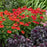 Coneflower, PW® Summersong™ Firefinch™ Coneflower