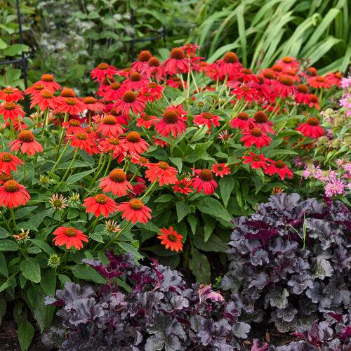 Coneflower, PW® Summersong™ Firefinch™ Coneflower