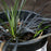 Grass, Black Mondo Grass