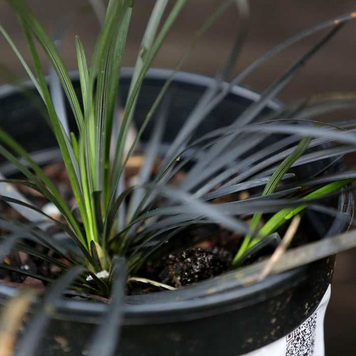 Grass, Black Mondo Grass