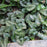 Wild Ginger, Chinese Wild Ginger