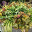 Coral Bells, Dolce® Toffee Tart Heuchera