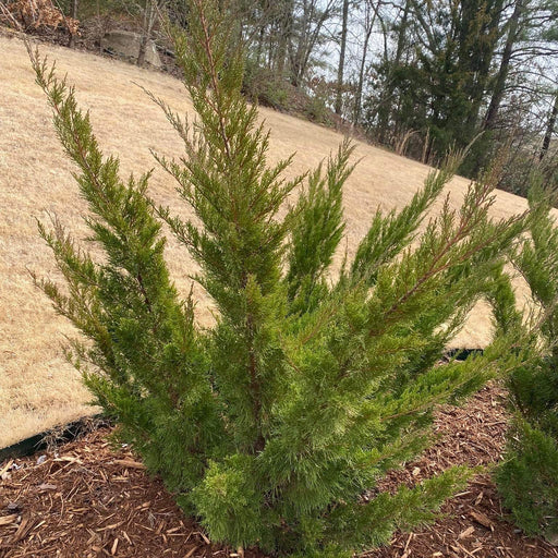 Juniper, Sea Green Juniper