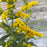 Goldenrod, Fireworks Goldenrod