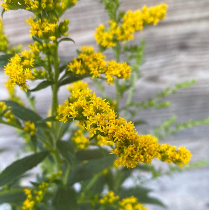 Goldenrod, Fireworks Goldenrod