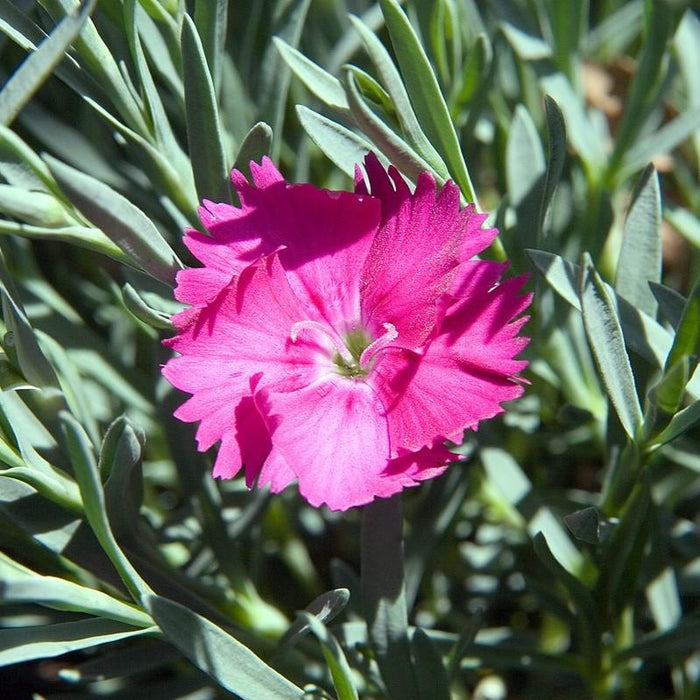 Dianthus, Neon Star Dianthus