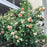 Rose, Crown Princess Margareta® Rose