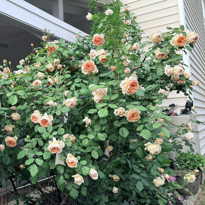 Rose, Crown Princess Margareta® Rose