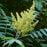 Sumac, Smooth Sumac