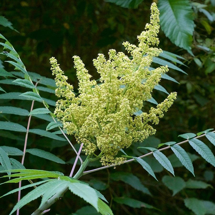 Sumac, Smooth Sumac