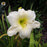 Daylily, Joan Senior Daylily
