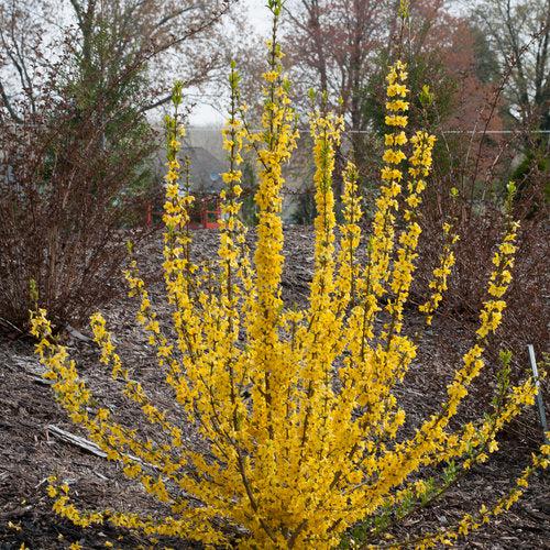 Forsythia, Show Off Starlet® Forsythia