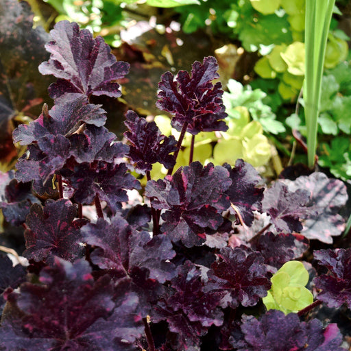 Coral Bells, Midnight Rose Coral Bells