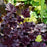Coral Bells, Midnight Rose Coral Bells
