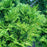 Cypress, Verdonii Hinoki Cypress