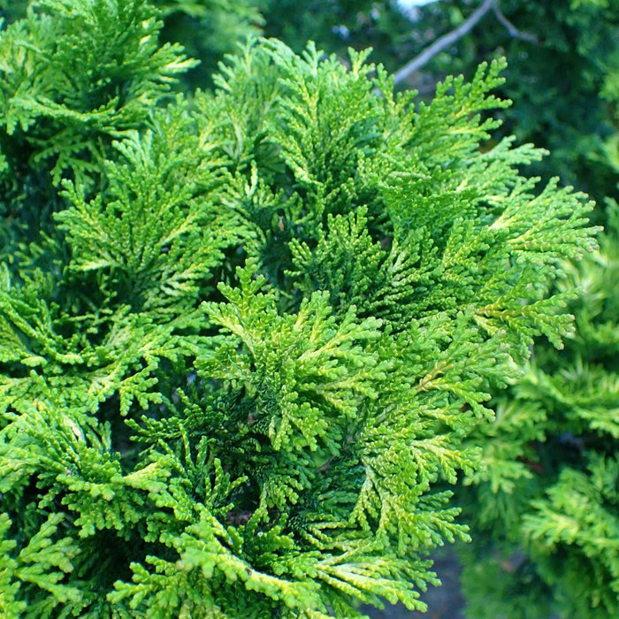 Cypress, Verdonii Hinoki Cypress