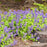 Catmint, Lemon Purrfect Catmint