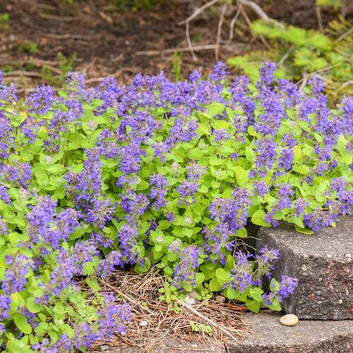 Catmint, Lemon Purrfect Catmint