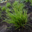 Sedge, Pennsylvania Sedge